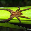 Wandering Spider