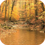 Autumn Rain Video Wallpaper Apk