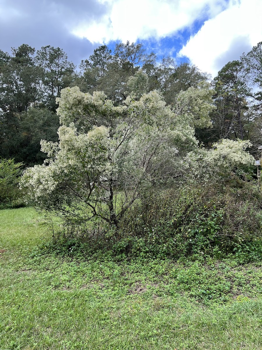 Groundsel Tree