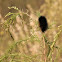 Giant Leopard Moth