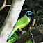 Green jay