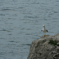 Fra mare e terra di 