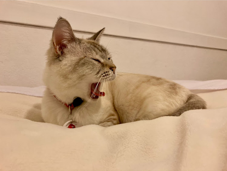 マスタングのペンション・猫宿・猫・アメ車・マスタングに関するカスタム事例の投稿画像9枚目
