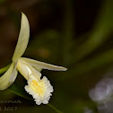 Mucronate Sobralia