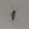 Gray Silverfish