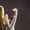 European Mantis