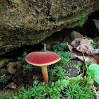 Bolete?