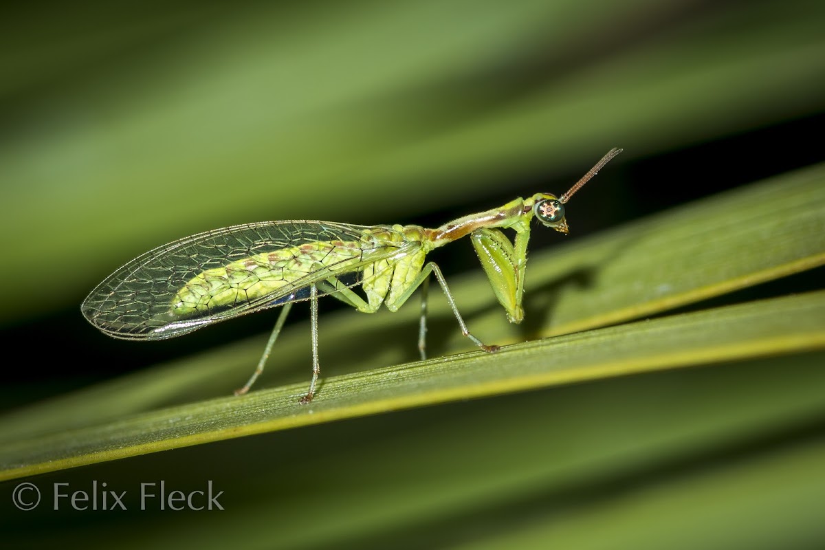 Green Mantisfly