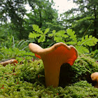 Chanterelle