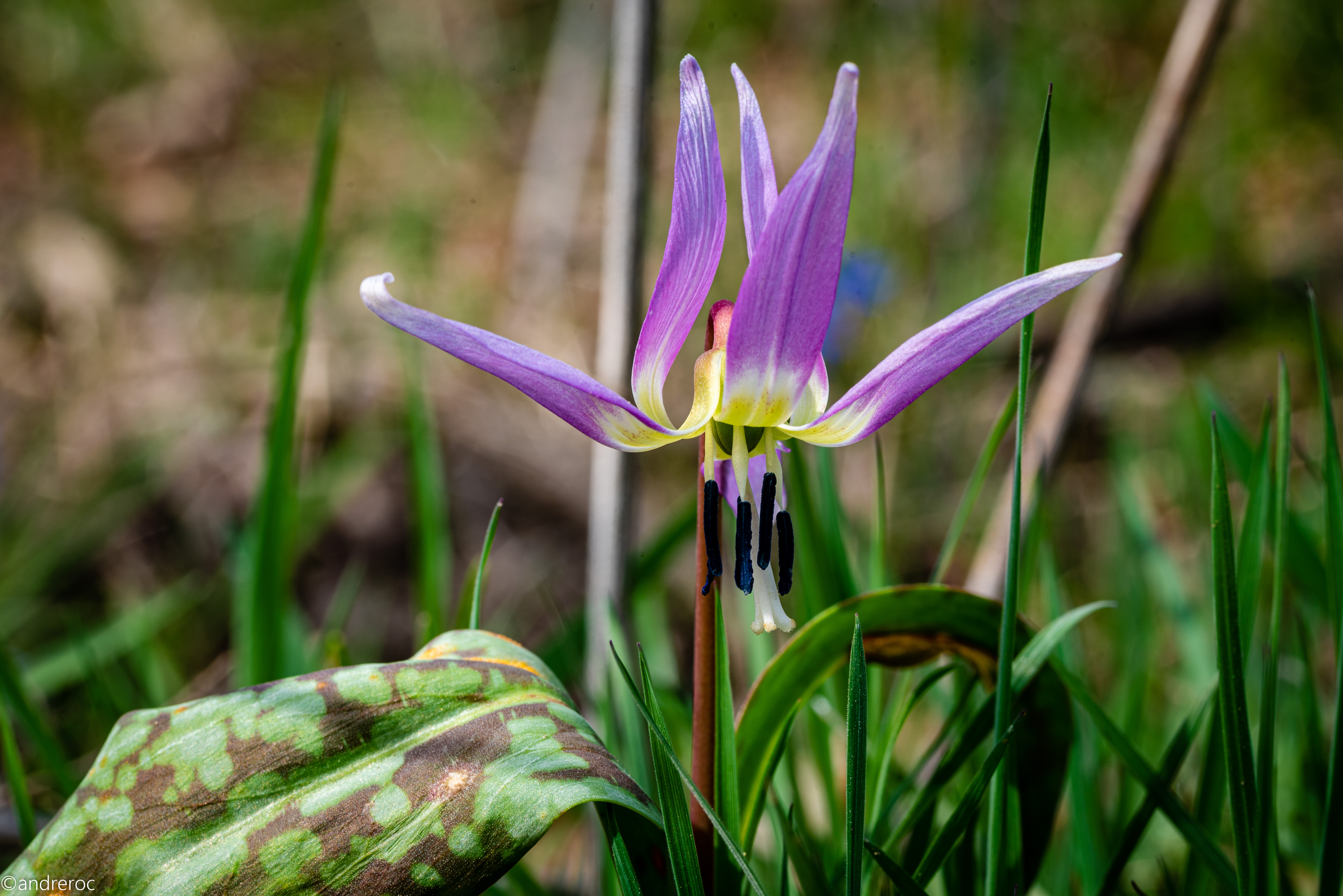 Spring is blooming ... di andreroc