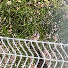 House Sparrow; Gorrión Común