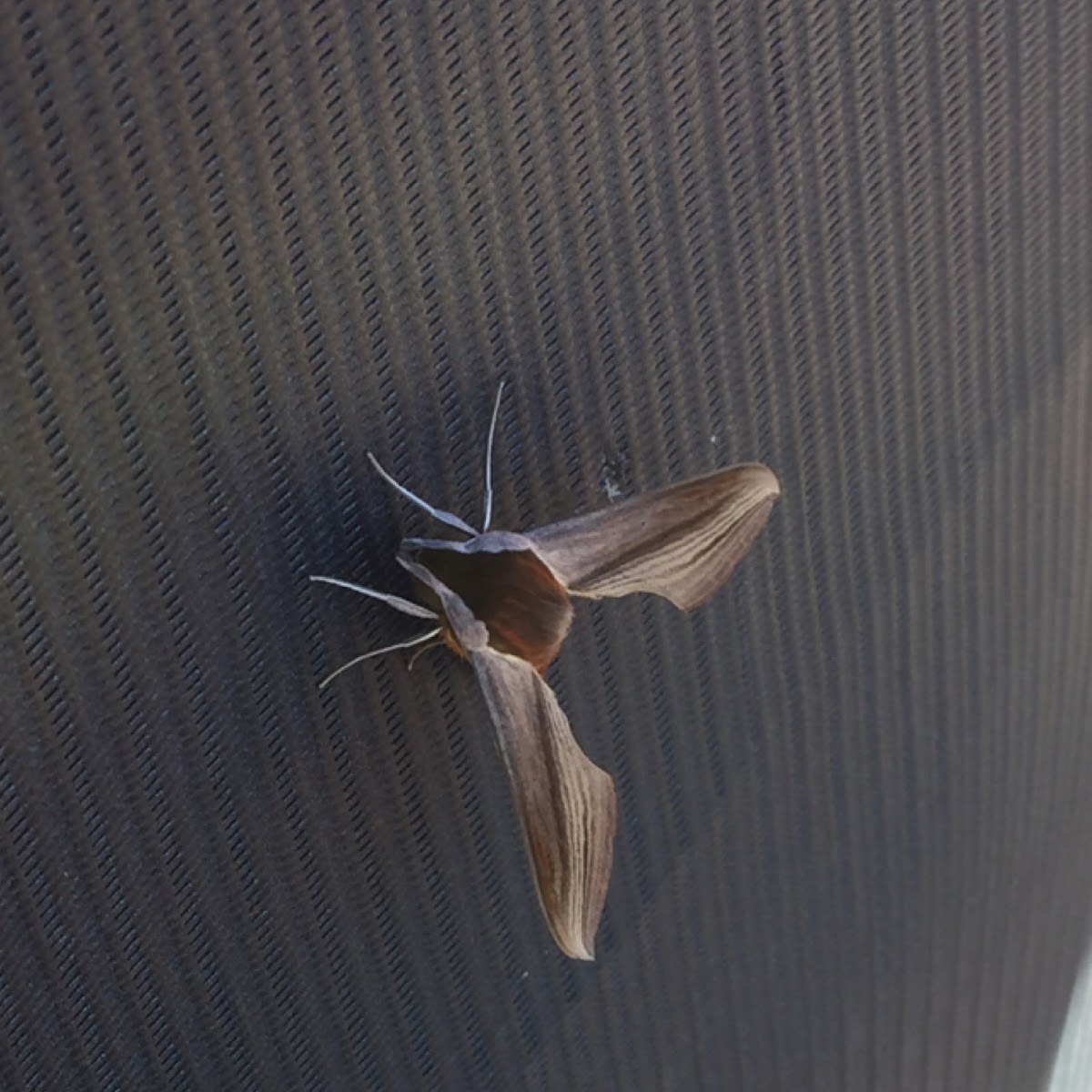 Sphinx moth