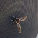 Sphinx moth