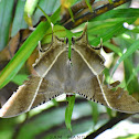 Tropical Swallowtail Moth