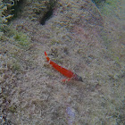 Small Triplefin