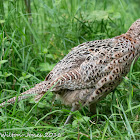 Pheasant