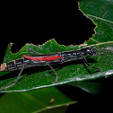 Black-and-Red Stick Insect