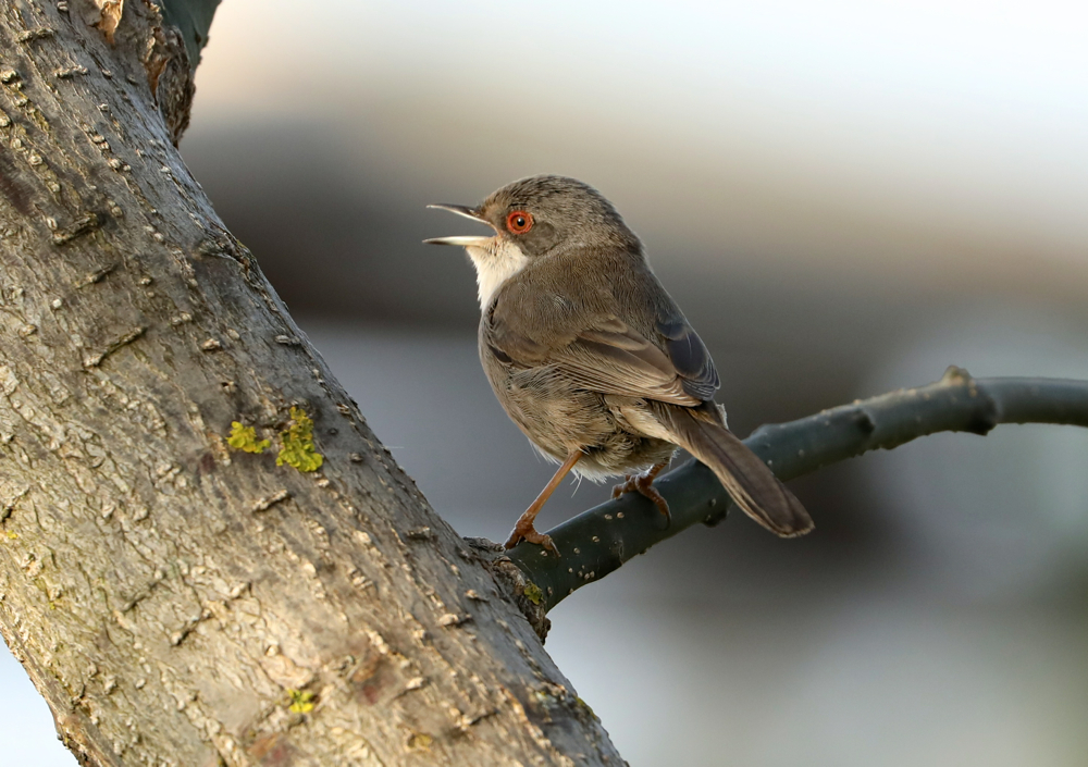 Sardinian Warbler (  female )