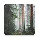 Download Forest Wallpapers and Backgrounds For PC Windows and Mac