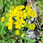 Lambstongue ragwort