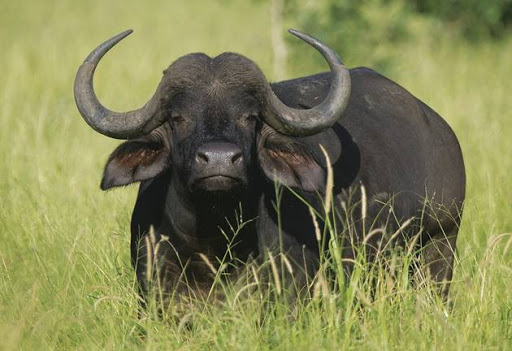 Buffaloes fetch less on auction these days