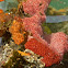 Unknown Red Tunicates