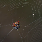 Spiny Back Orb Weaver