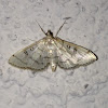 Hollow-spotted Blepharomastix Moth