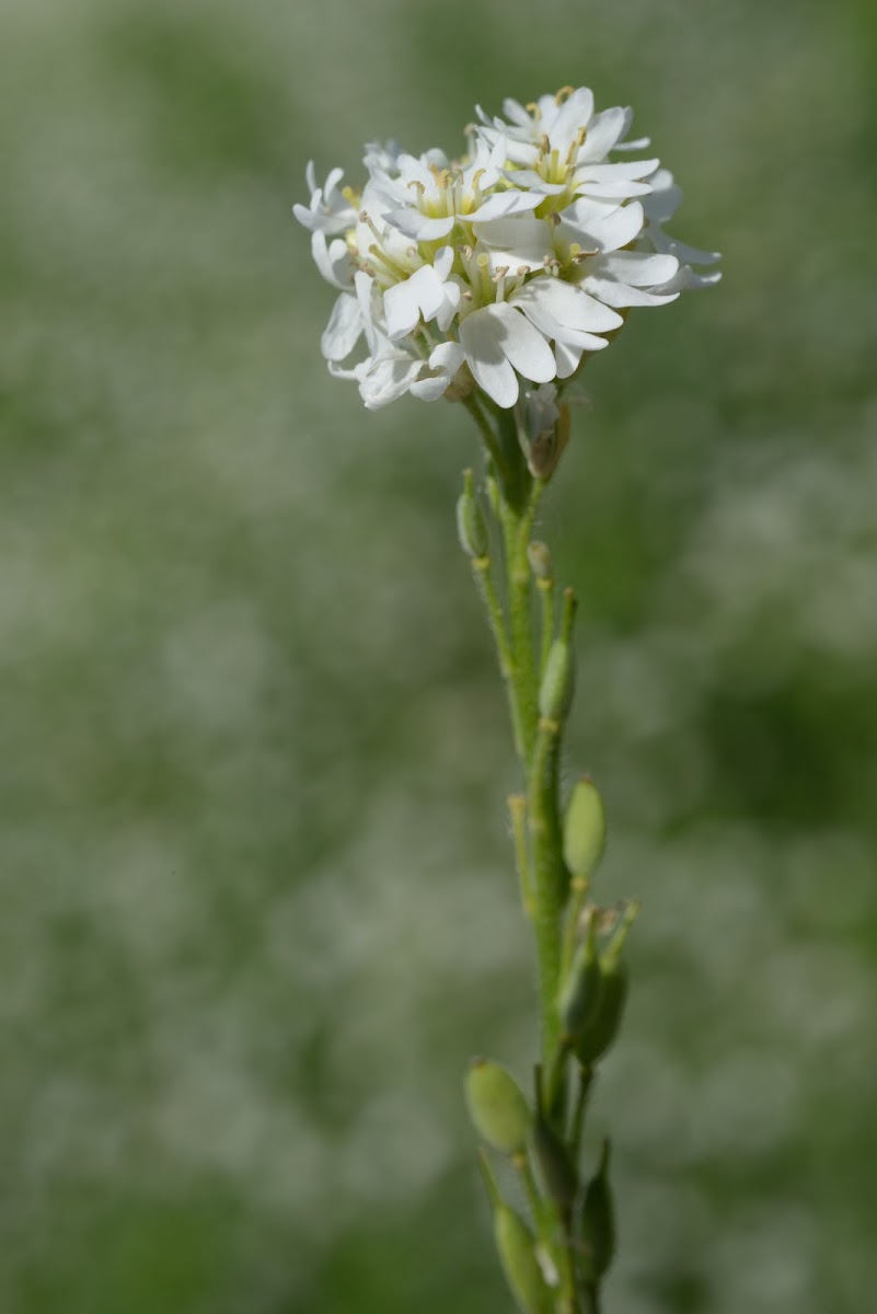 hoary alyssum