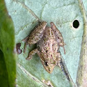 Southern Cricket Frog