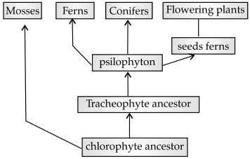 Mechanism of evolution