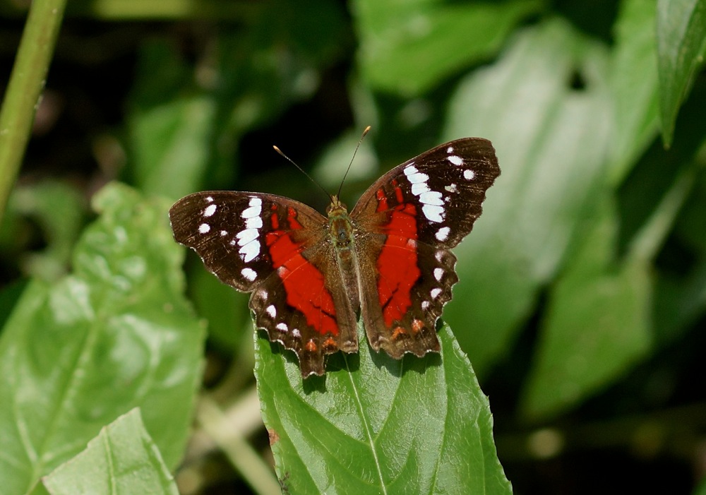 Scarlet Peacock