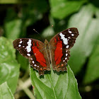 Scarlet Peacock