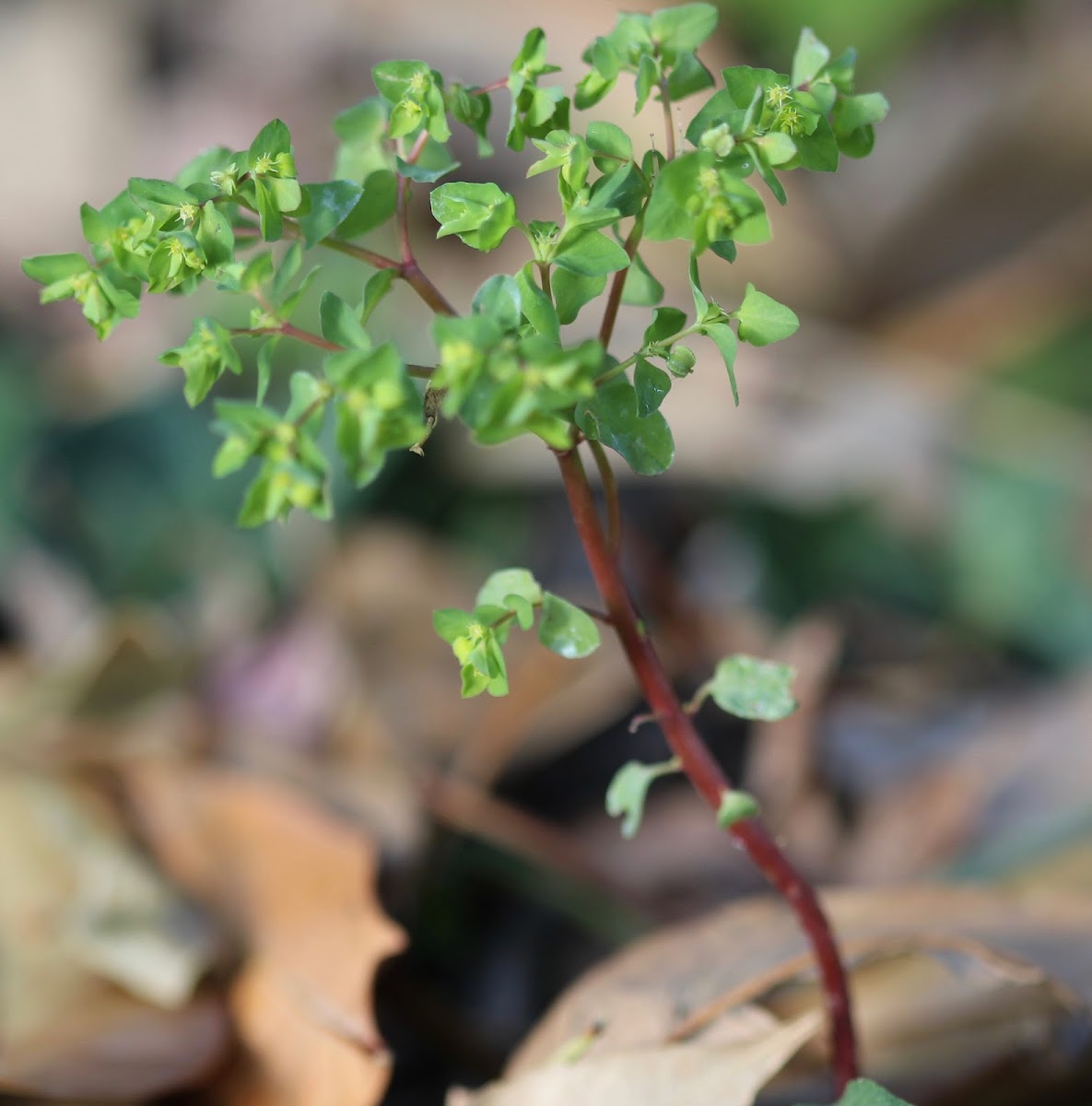 Petty Spurge