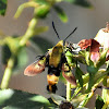 Snowberry clearwing