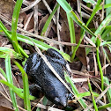 Eastern Narrow-mouthed Toad