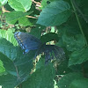 Red spotted purple butterfly