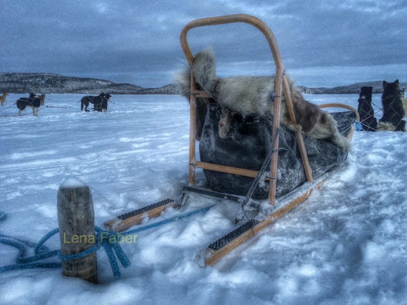 Photo: Alaskan and Siberian huskies