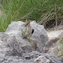 Eastern short-eared Rock-wallaby