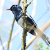 Oriental Magpie Robin Male