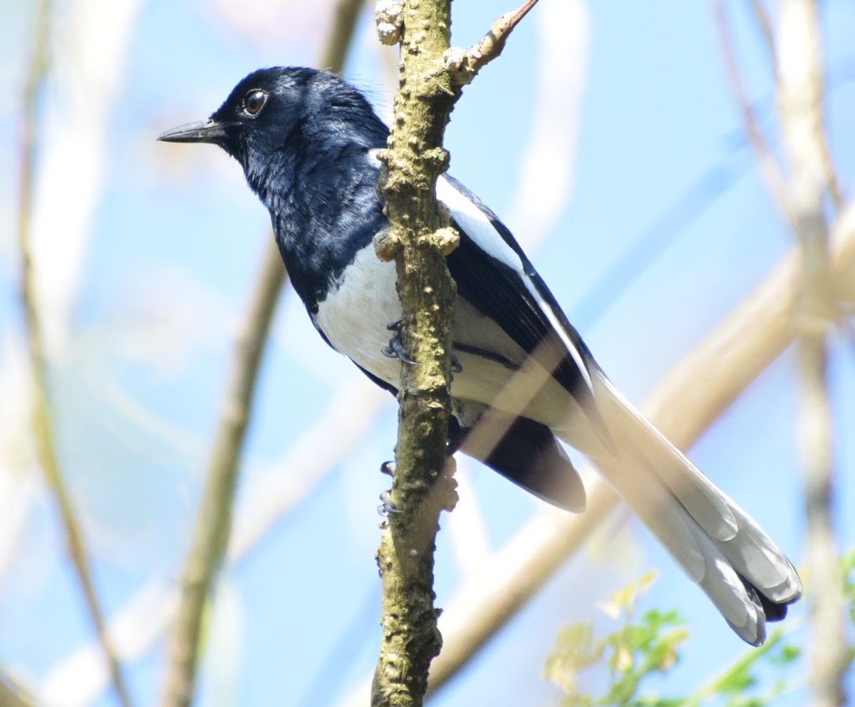 Oriental Magpie Robin Male