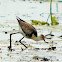 Comb-crested Jacana