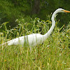 Great Egret