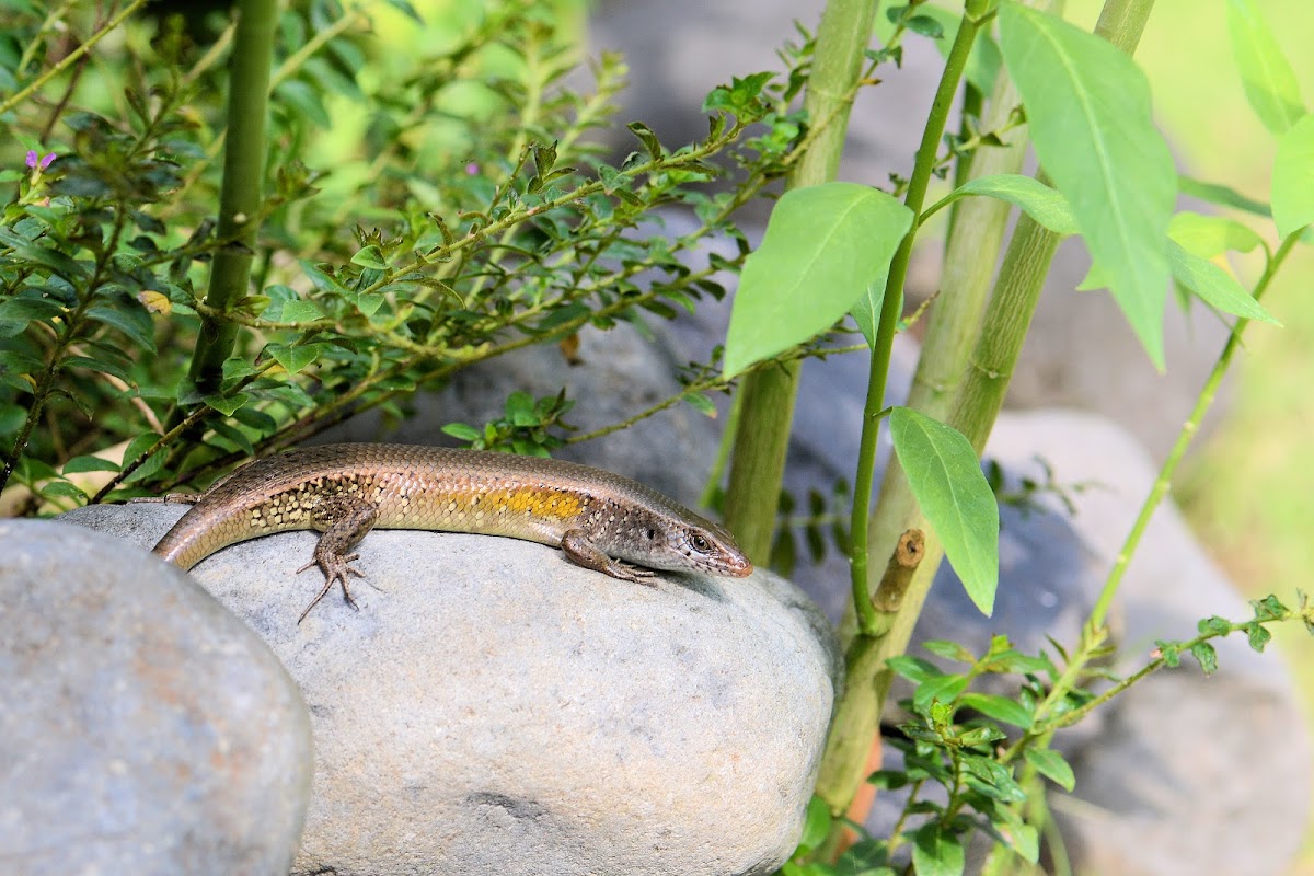 Bali Skink (Male)