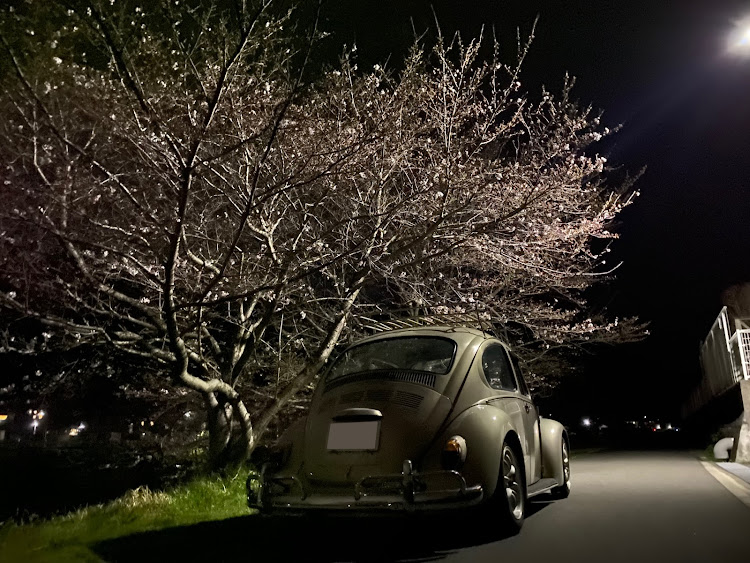 タイプⅠ　ビートルの#カッコつけていこう・ちょい桜・充電ドライブ・桜とコラボ・明日もカッコつけて頑張って行こう❗️に関するカスタム事例の投稿画像2枚目