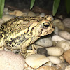 Fowler's Toad