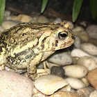 Fowler's Toad