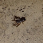 House Cricket