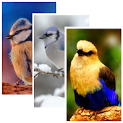 Birds HD Wallpaper Pro  Icon