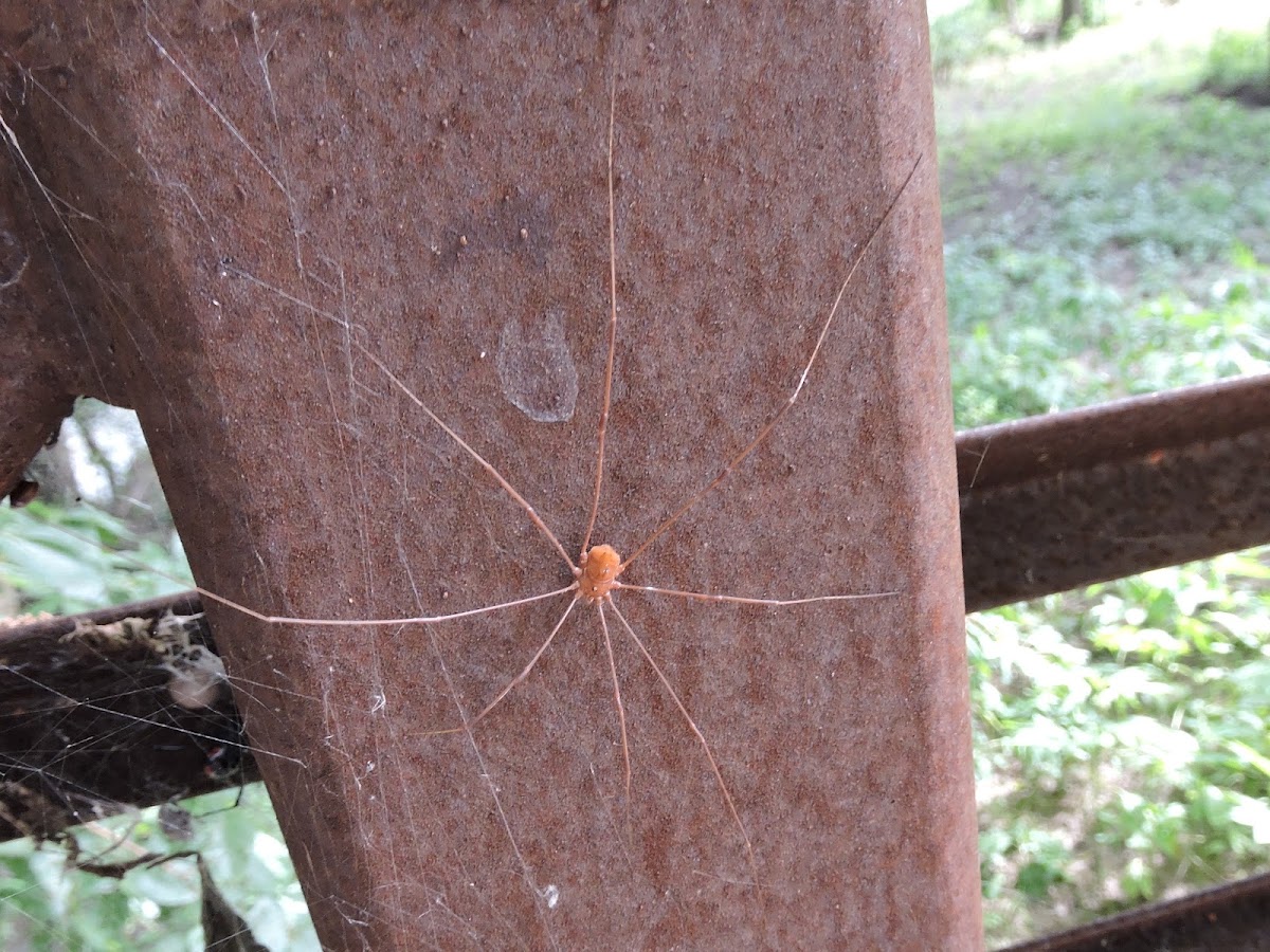 Harvestman